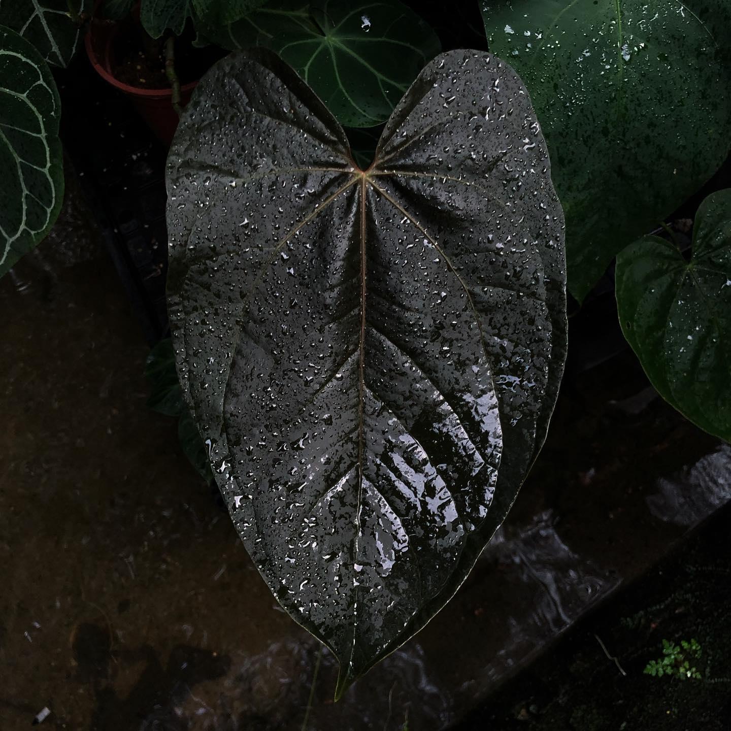 Anthurium Queen of Hearts PLNT